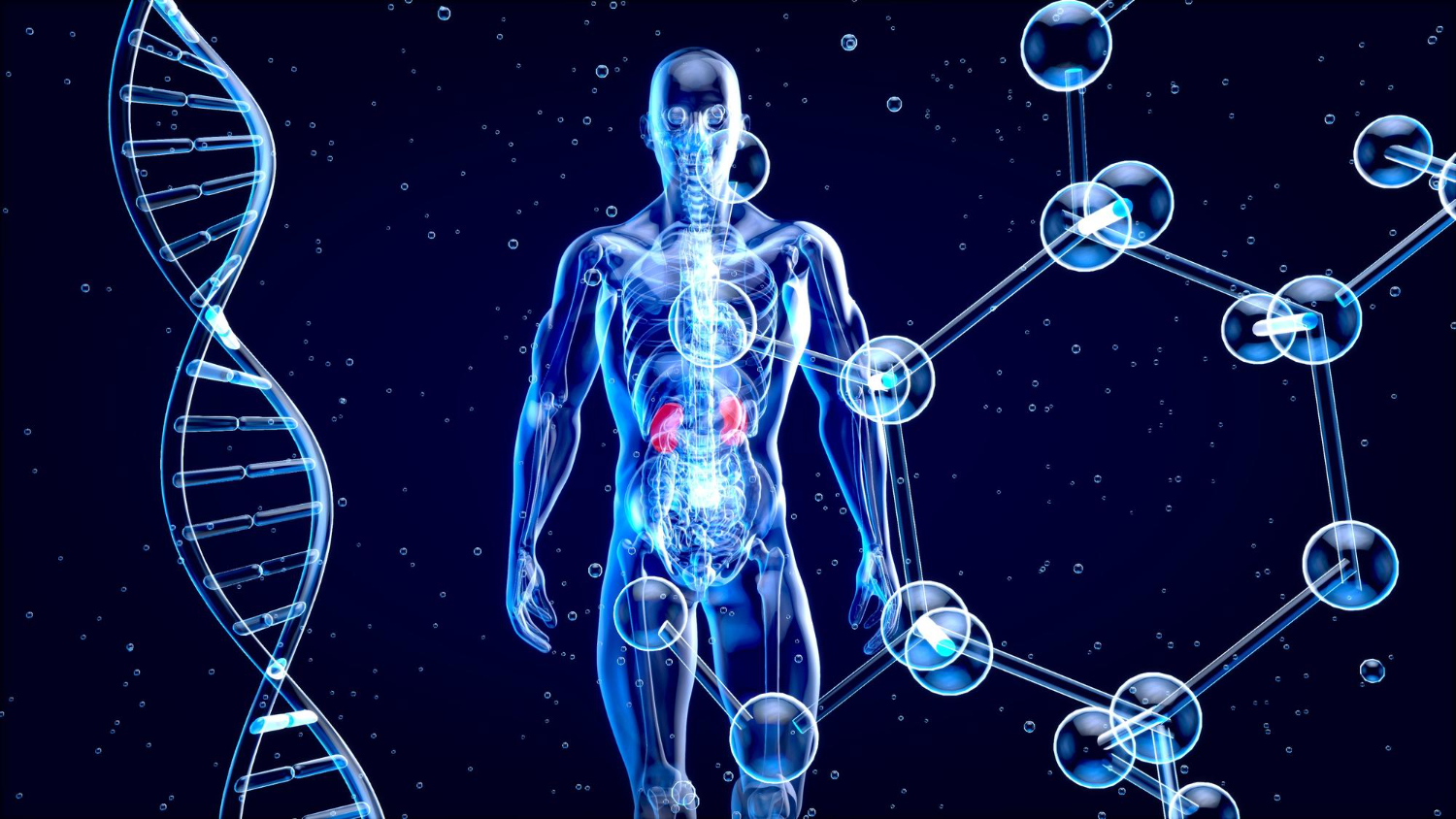 Hepatitis B virus entry, assembly, and egress