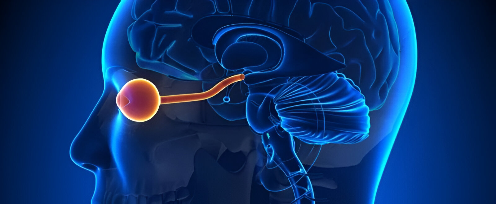 The Eye as a Window to the Brain: How Optometrists can Spot Neurological Conditions