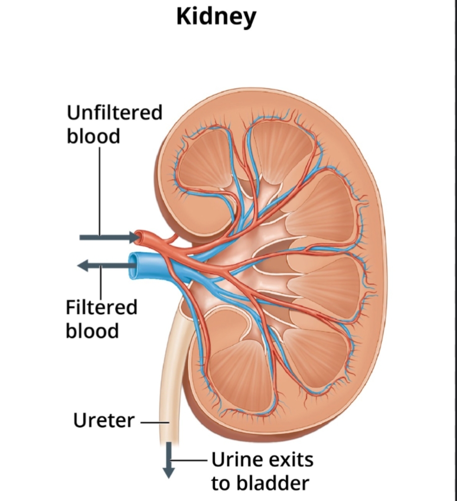 Kidney