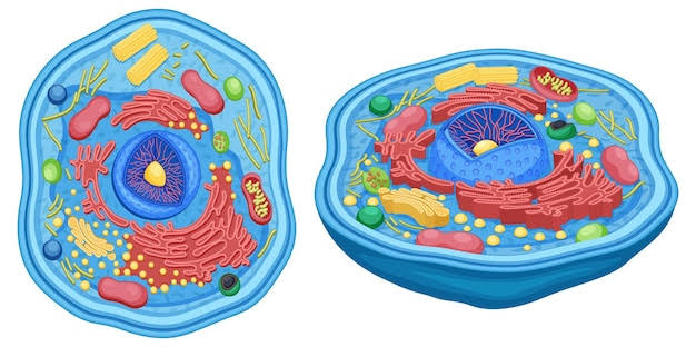 Understanding the Structure of the Cell: A Foundation of Life